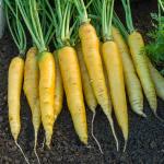 Potagères - Carotte Jaune Obtuse du Doubs - Légumes d'Autrefois - face recto